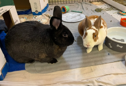 Rabbit Photo