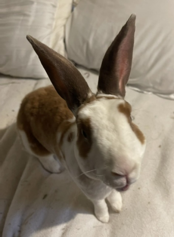 Rabbit Photo