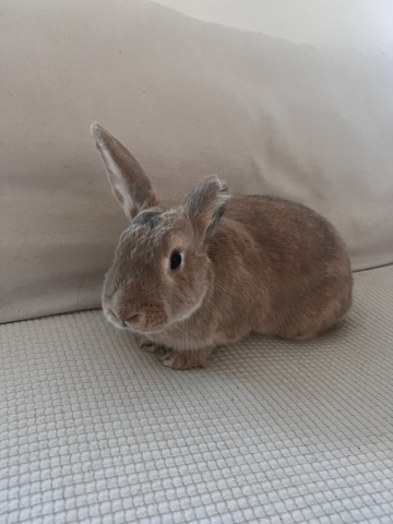 Rabbit Photo