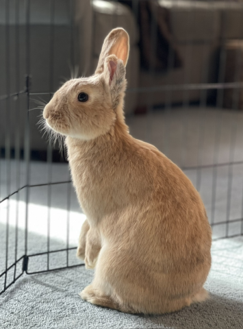 Dahlia - Lionhead X