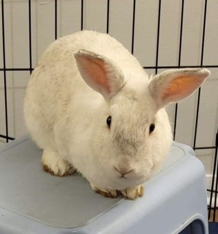 the house rabbit society