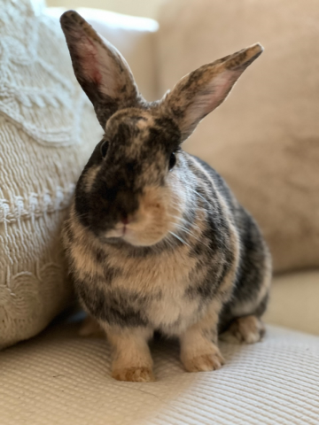 Rabbit Photo