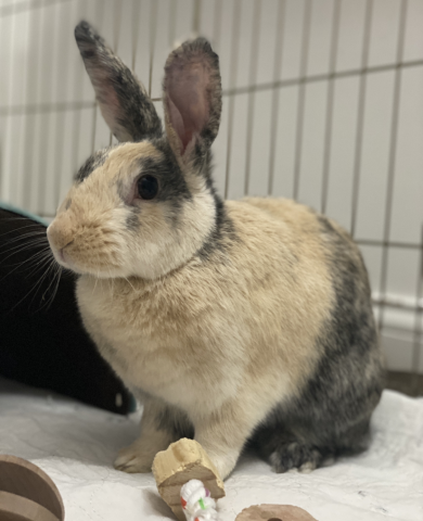 Amelia is available for adoption!