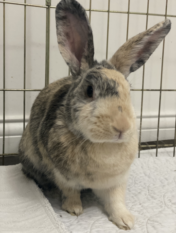 Amelia is available for adoption!