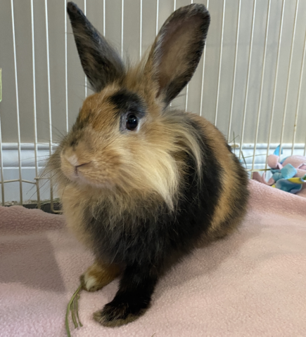 Evelyn is available for adoption!