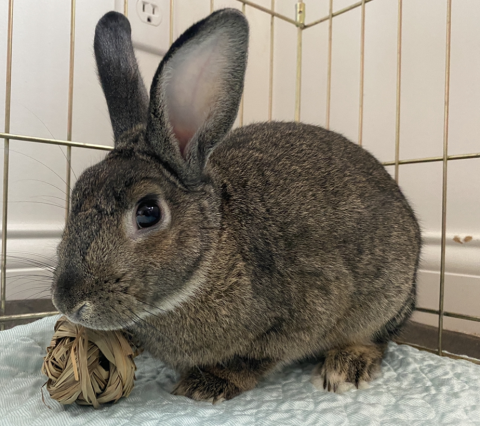 Kramer Rabbits Kramer is available for adoption!