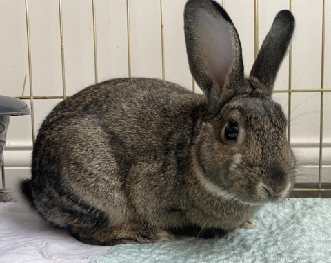 Kramer Rabbits Kramer is available for adoption!