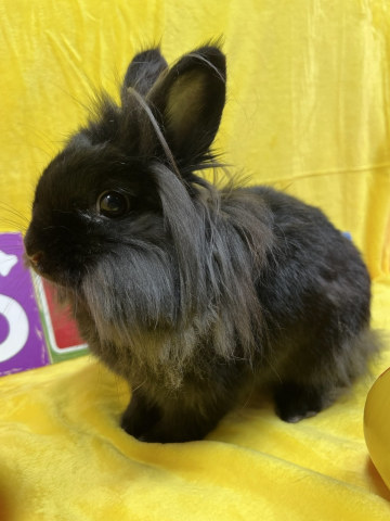 Rebel - Lionhead