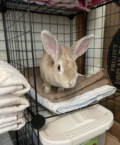 Rabbit Photo