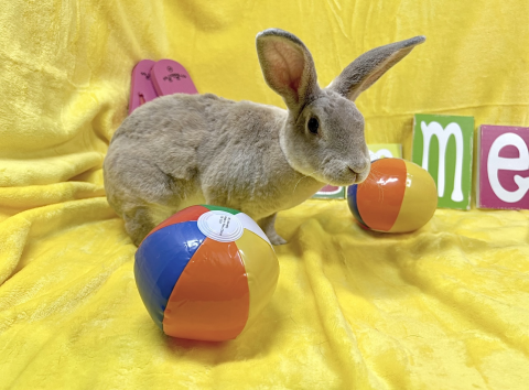 Rabbit Photo
