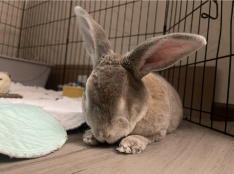 Rabbit Photo