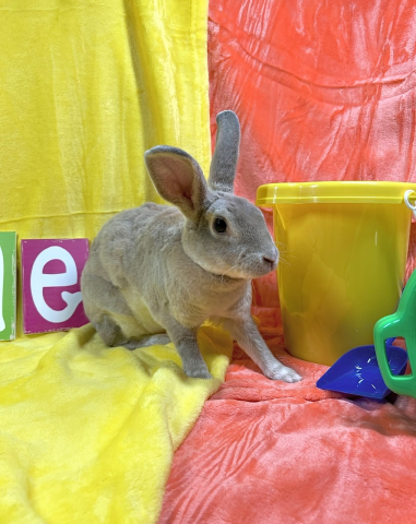Rabbit Photo