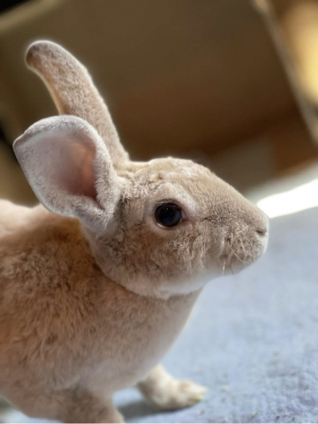 Rabbit Photo