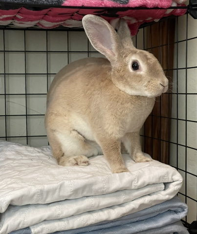 Rabbit Photo