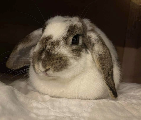 Ragnar - Mini Lop