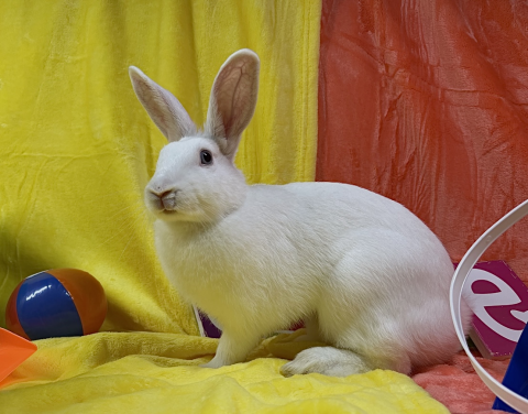 Rabbit Photo