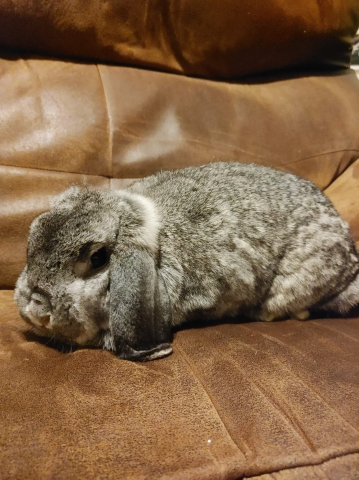 Isabunna - mini lop