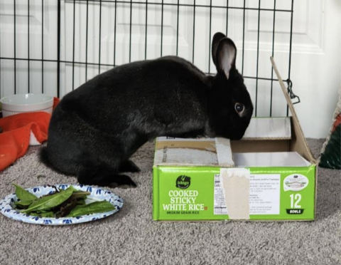 Rabbit Photo