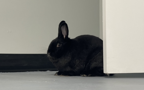 Coco - Mix 