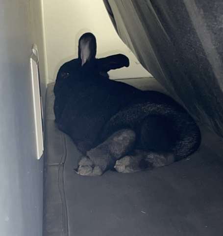 Rabbit Photo