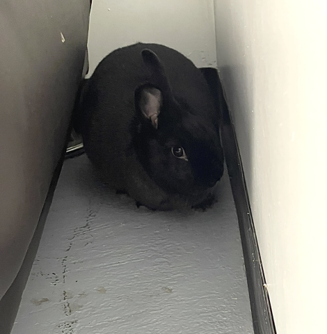 Rabbit Photo