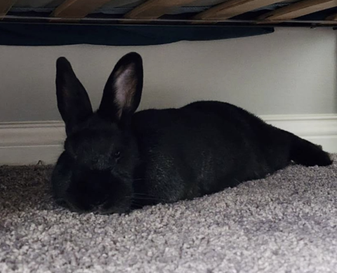 Rabbit Photo