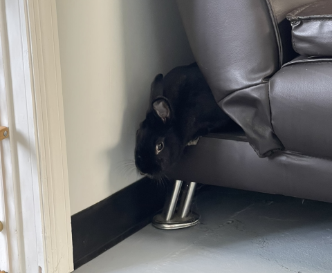 Rabbit Photo