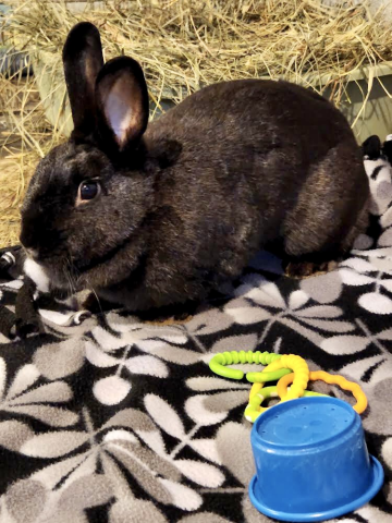 Rabbit Photo