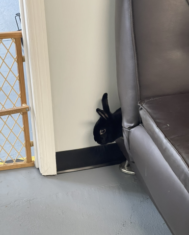 Rabbit Photo