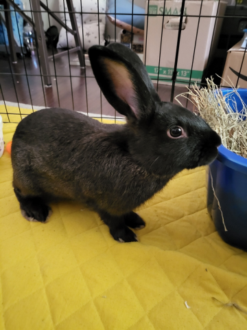 Rabbit Photo