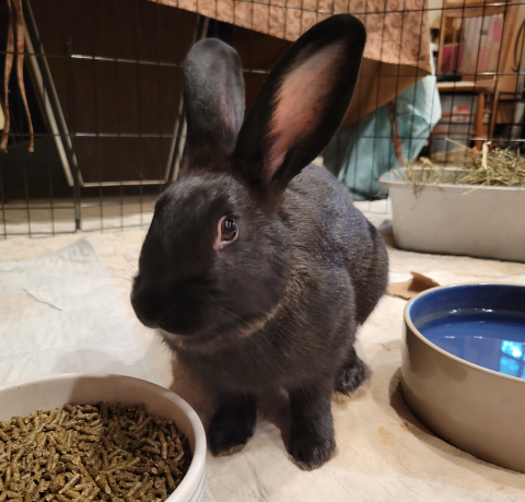 Sparrow - New Zealand Mix