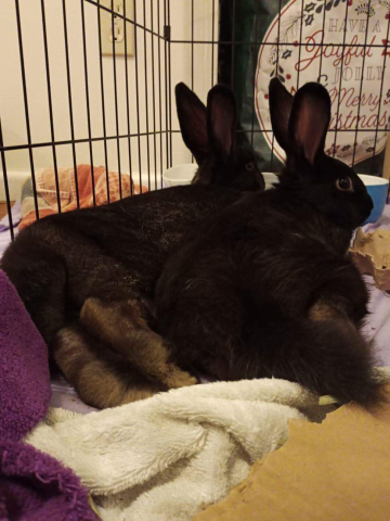 Rabbit Photo