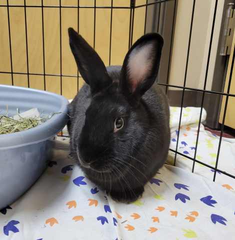 Indiana House Rabbit Society Indiana House Rabbit Society