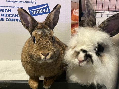 Rabbit Photo