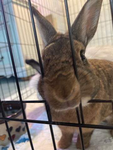 Rabbit Photo