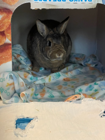 Rabbit Photo