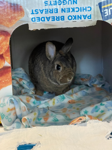 Rabbit Photo
