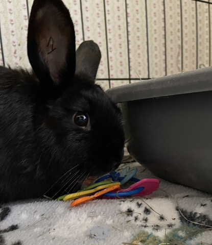 Akua - dwarf mix