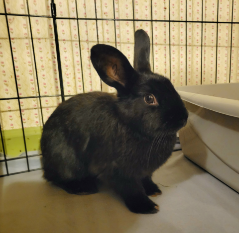 Lani - dwarf mix
