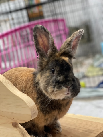 Sigourney - lionhead mix