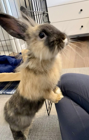 Cyrus  - Lionhead