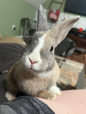 Chase  - Lionhead