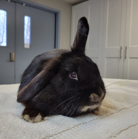 Tanvi - dwarf mix