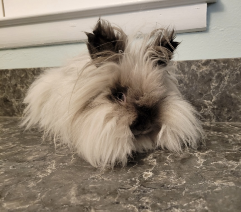 Gizzy - Lionhead