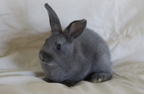 Rabbit Photo