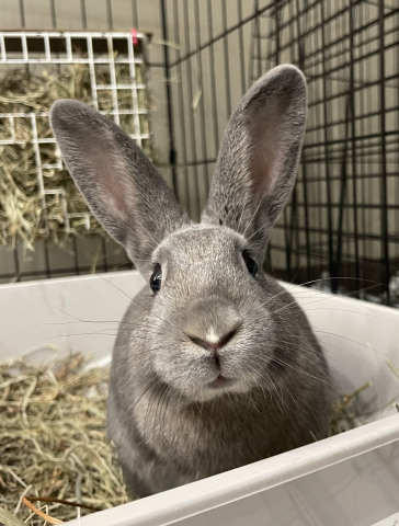 Rabbit Photo