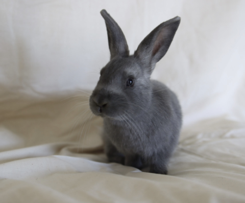 Rabbit Photo