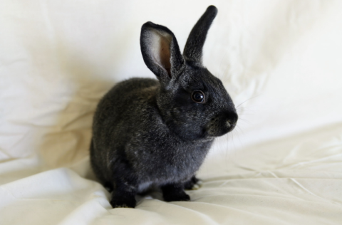 Rabbit Photo