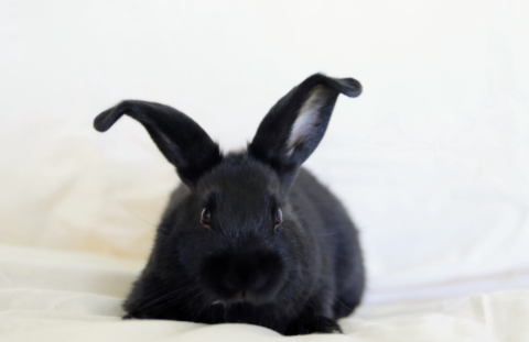 Rabbit Photo