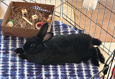 Rabbit Photo